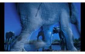 2013 Doğal Yaşam Fotoğraf Ödülleri