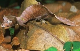 İnanılmaz 42 Hayvan Türü!